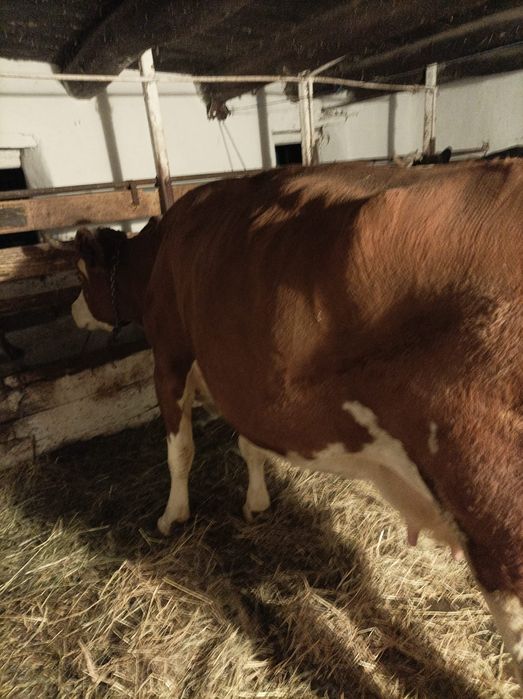 Vaci si vitei de vinzare