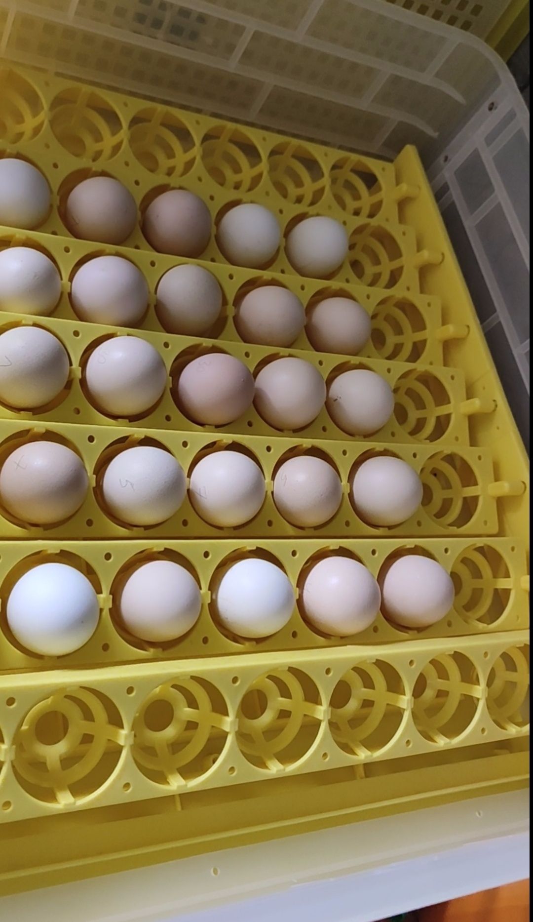 Продам инкубатор бу.