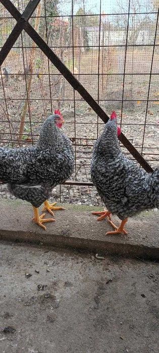 Vând cocoși de rasă