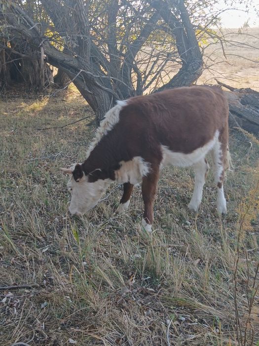 Ұрғашы подсос баспақтар