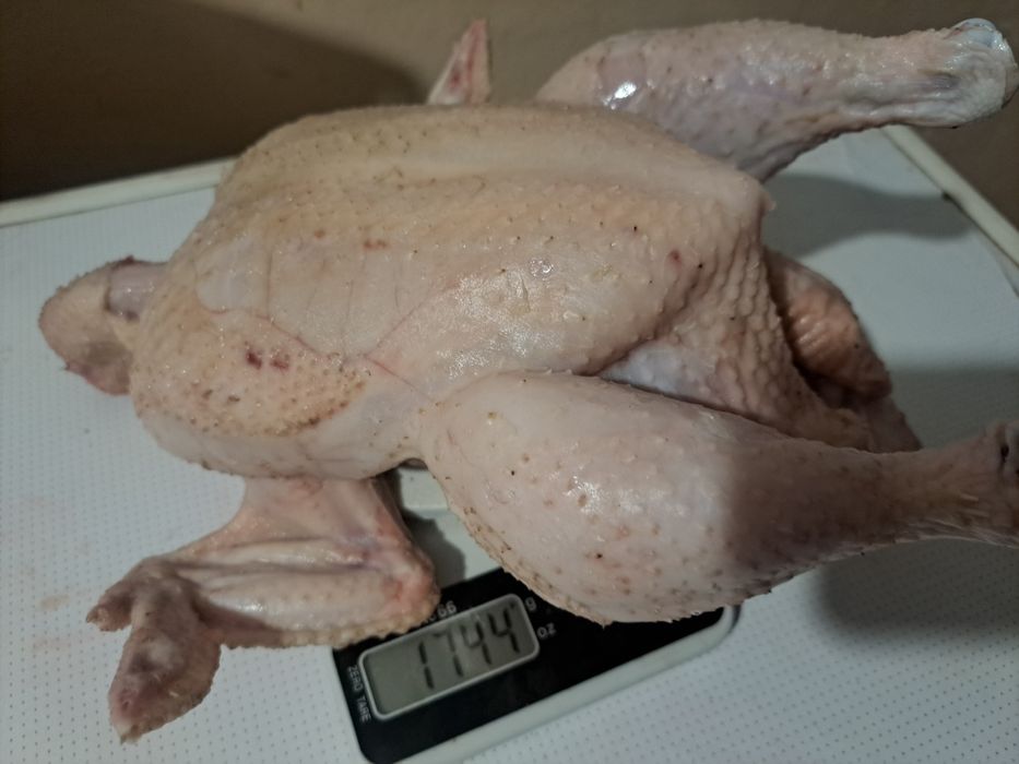 Тушки молодых бройлеров