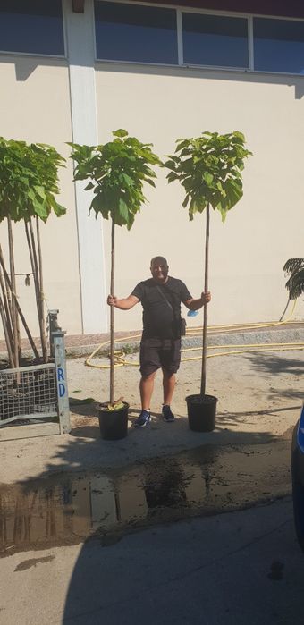 Catalpa 250/3metri