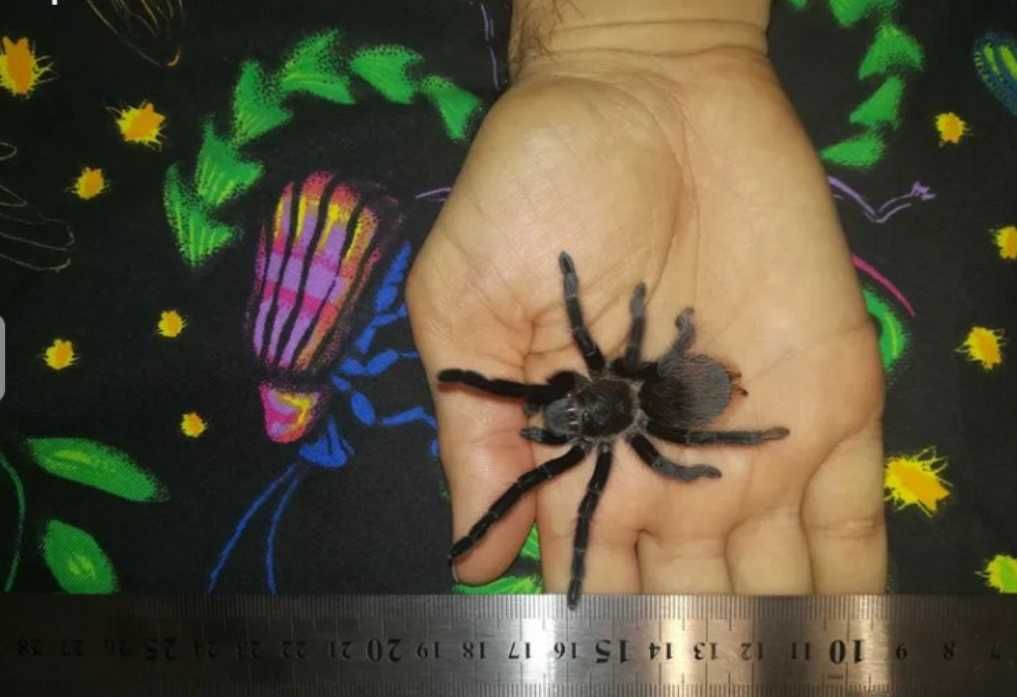Тарантула Tarantula