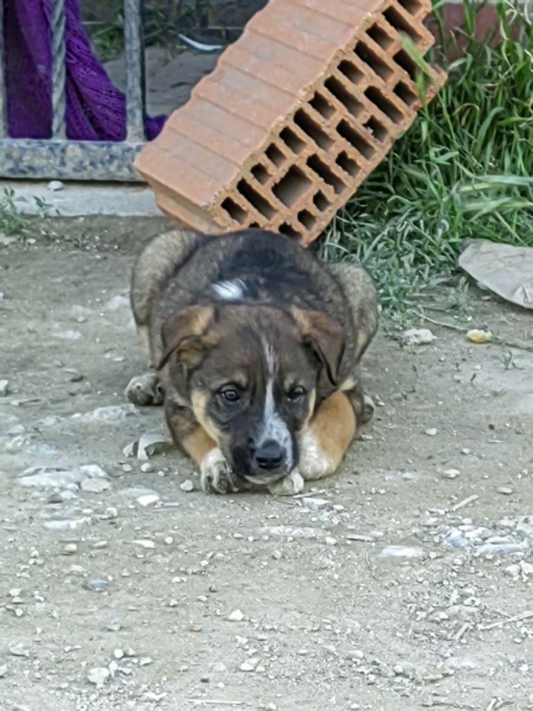 Căței spre adoptie