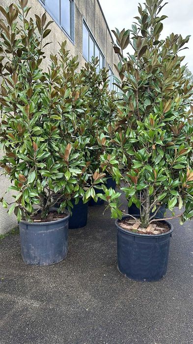 Vand Magnolia Grandi Flora
