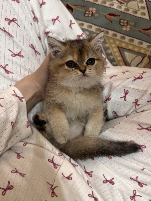 золотистый шиншила