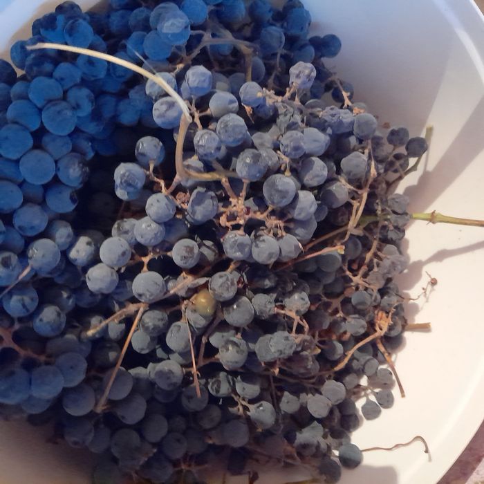 Продам виноград винный.