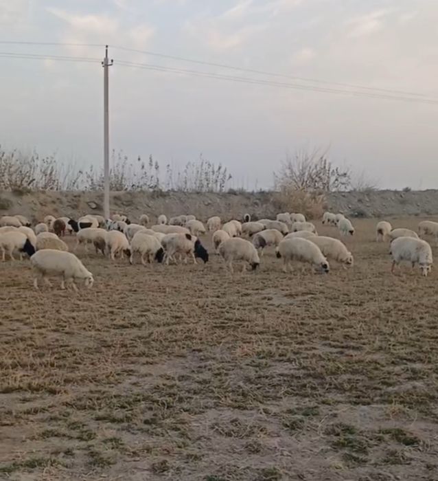 Qoylar mongoliya bayad zotli