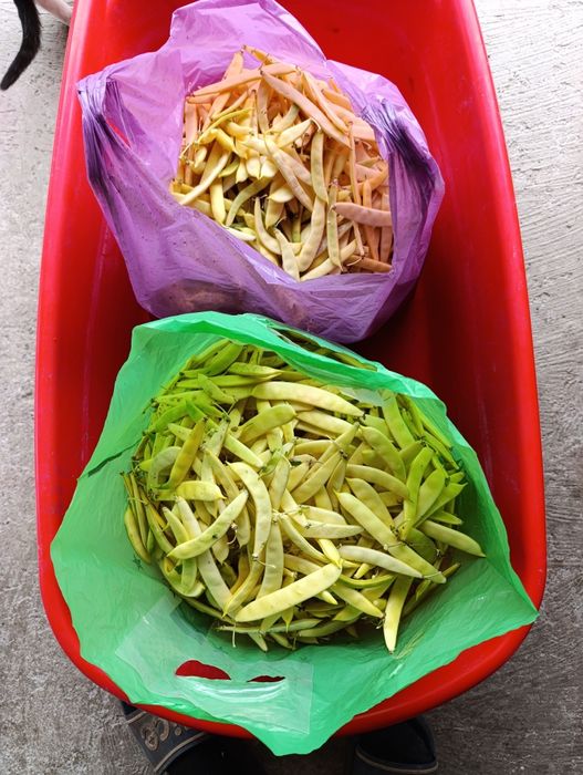 Fasole verde, disponibil 11 kg