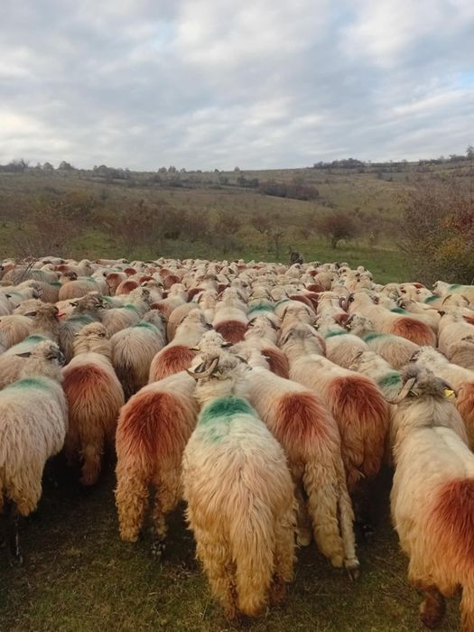 Vând Oii la numărul de telefon