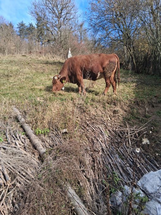 Vând vaca tanara