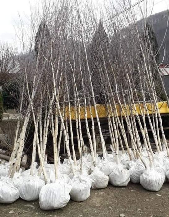 Mesteacăn mutitulpinar cu coaja alba decorativ, tei argintiu, platani