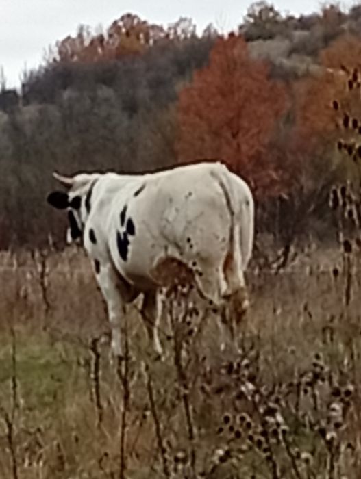 Taure de vânzare,90 de milioane negociabil