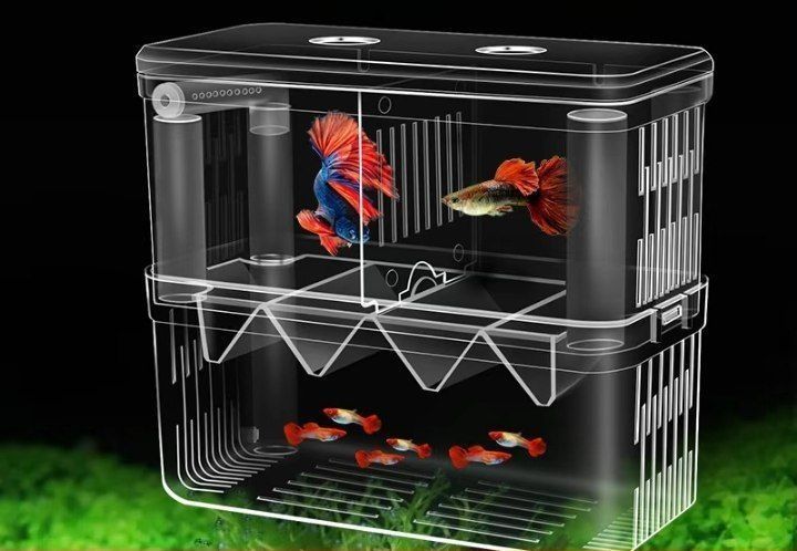 Akvarium baliqlarini ko'paytirish