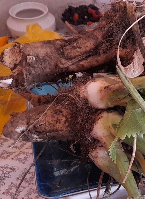 Продам Хрен листья и корень