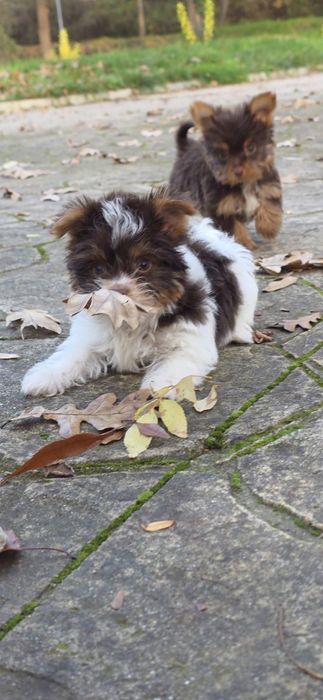 Йорки супер мини биро шоко бивър ,три момиченца!