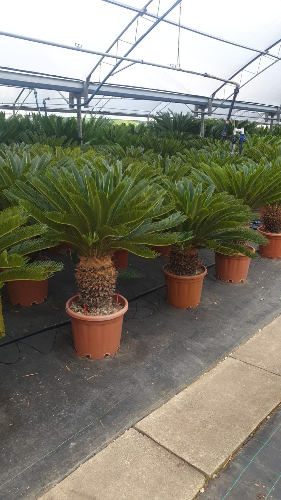 Plante interior ( lamai, mandarin, palmier, cycas, maslin, yucca )