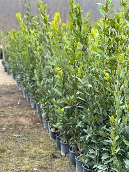 Vand dafin la ghiveci 1m - 1.5m   ( plante de dafin )