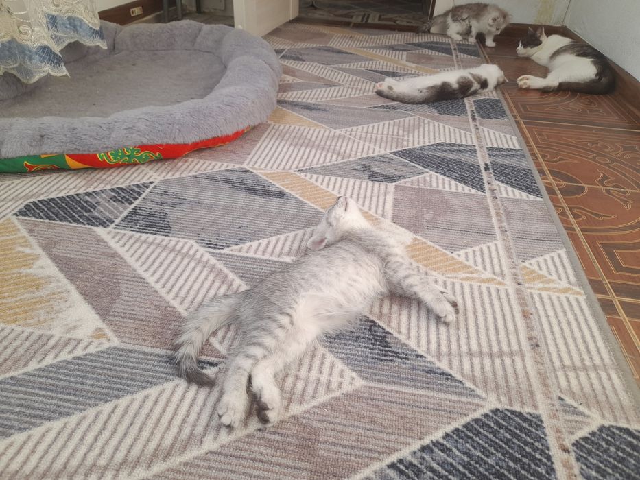 Продаётся котята