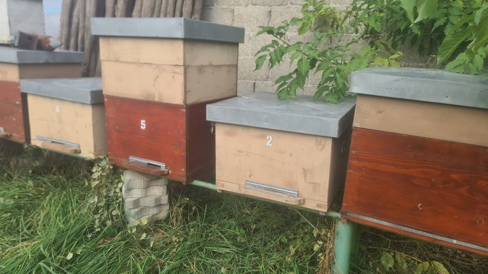 lazi albine 12 rame si 10