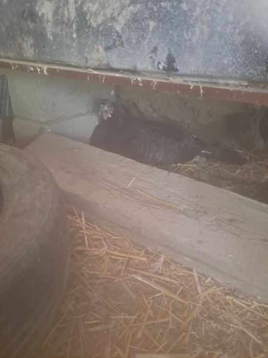 Курк индук сотилади