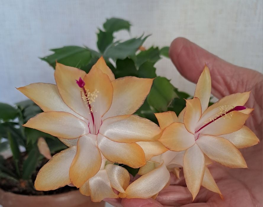 Продам комнатные цветы декабрист