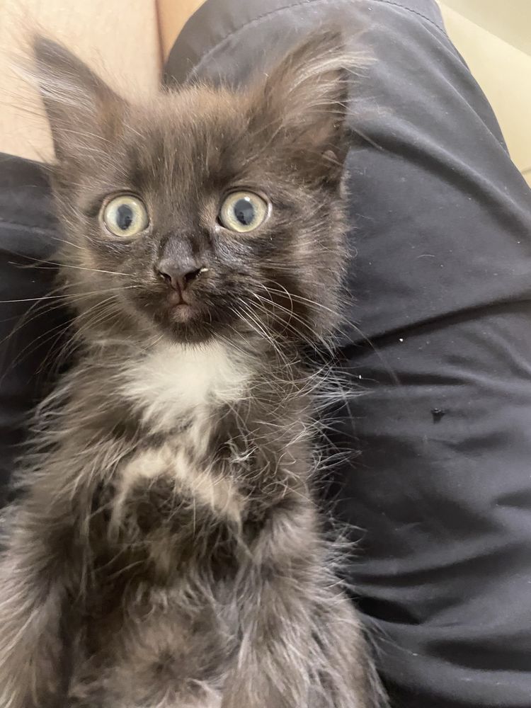Котята шотландцы