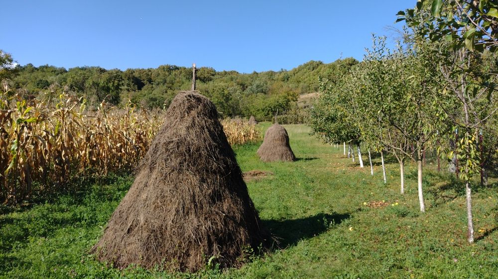 Vând fân de grădină
