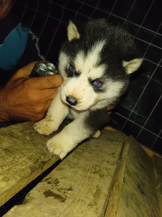 Husky Siberian Pui