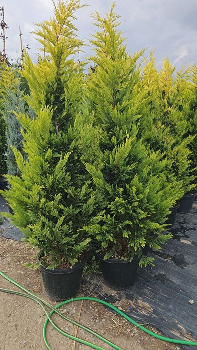 Cupressocyparis leylandii  - Photinia red robin  -