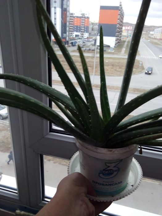 Продам денежное дерево, алоэ вера