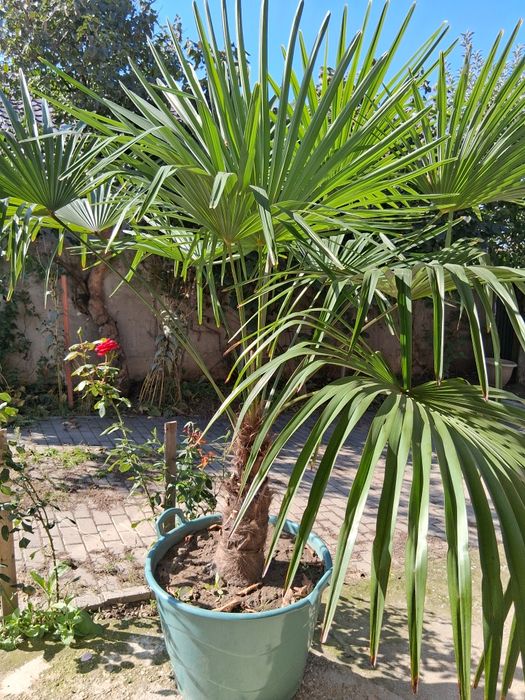 Vând palmier 1,8 mh