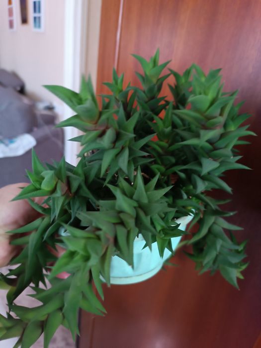 Продам цветы для дома, офиса