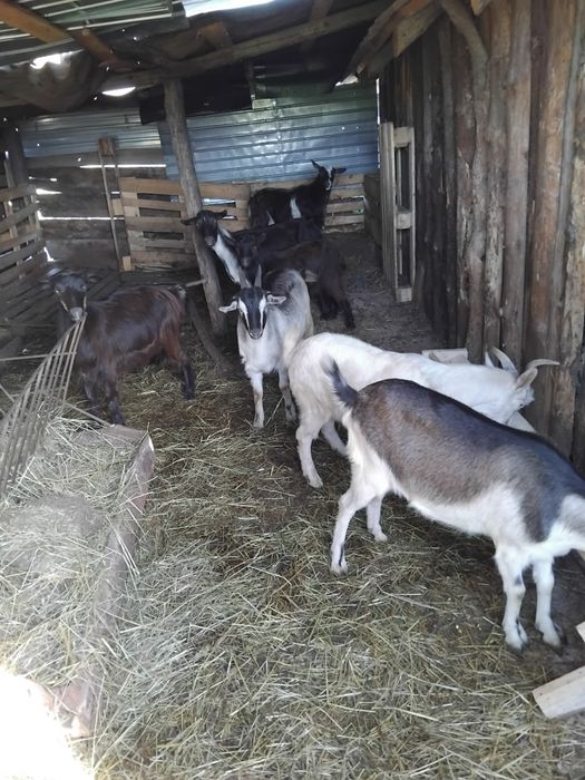 Iede de tinut sau taiat