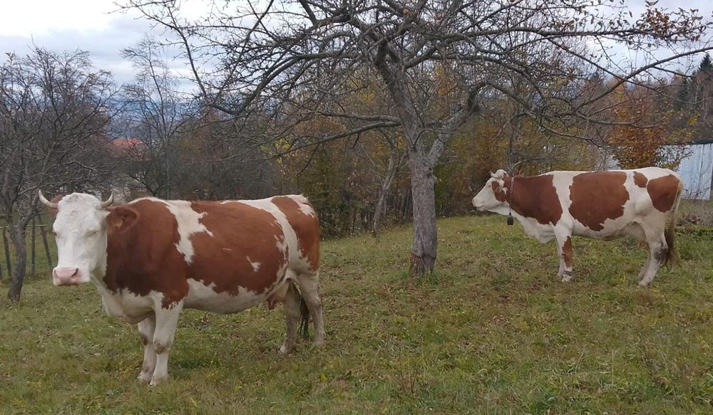 Vând două vaci bălțată românească