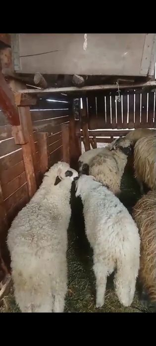 Vând oi la preț bun