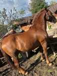 Vand cal castrat
