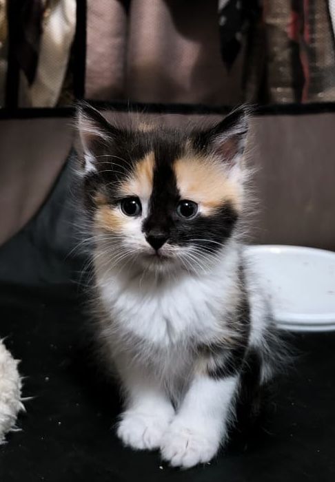 Котенок трехцветный девочка 1,5 месяца