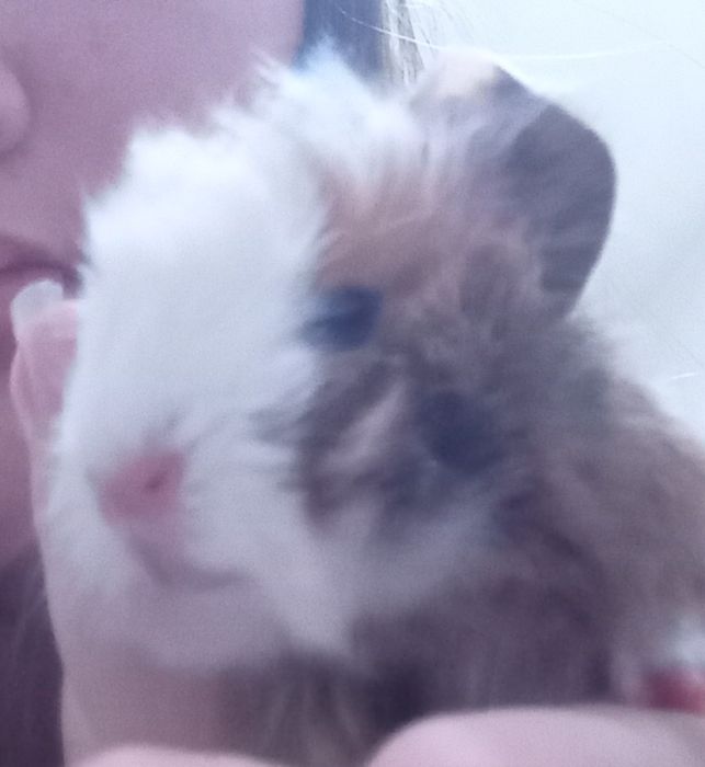 Морские свинки продам