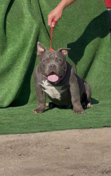 Американско були покет