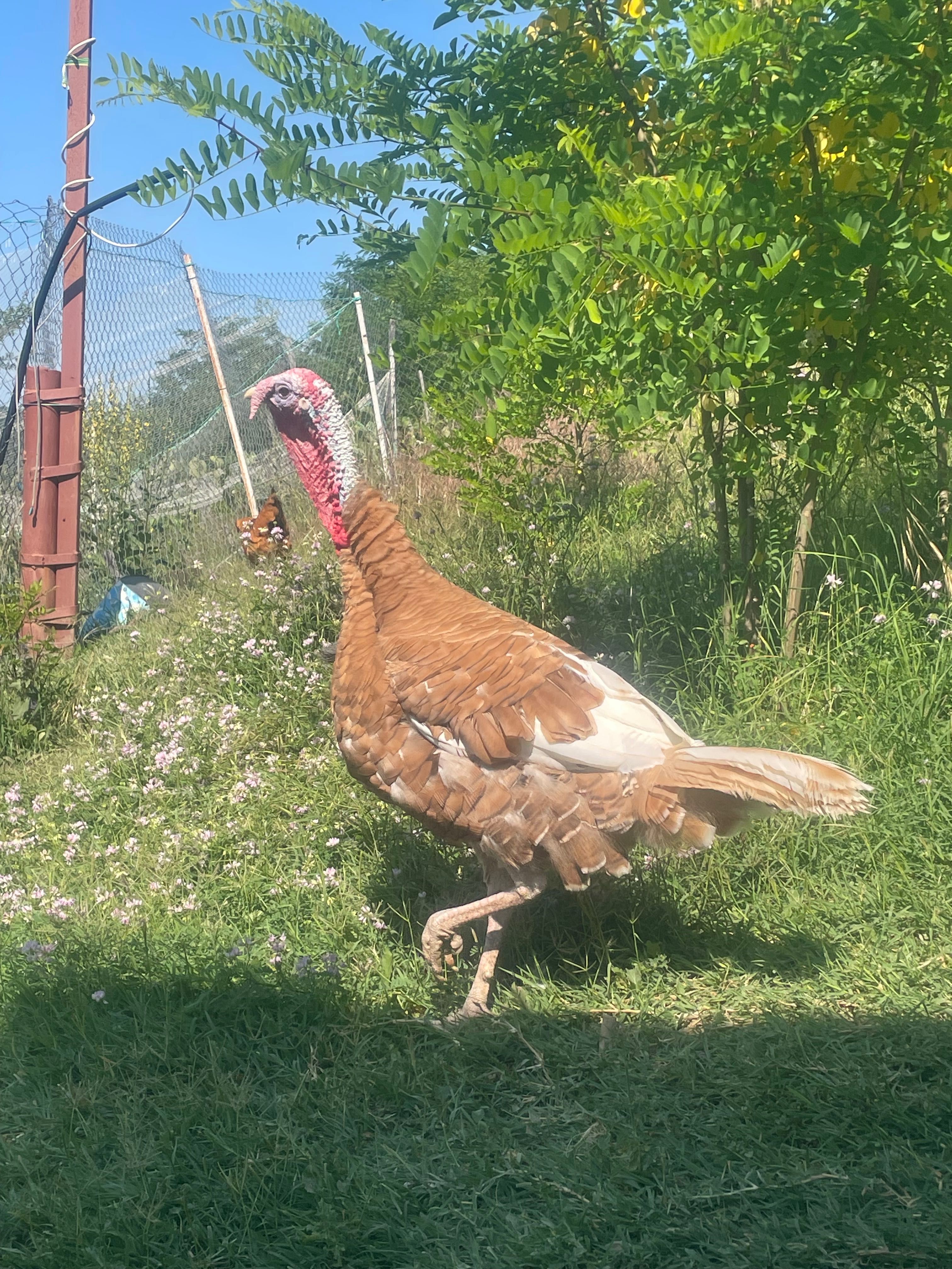 Curci Red Bourbon de vânzare