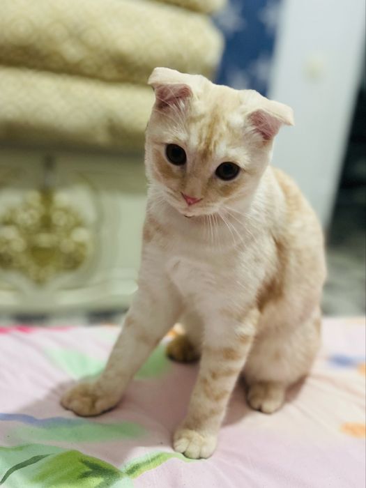 Мушу сотлади акили хамаси оргатилган