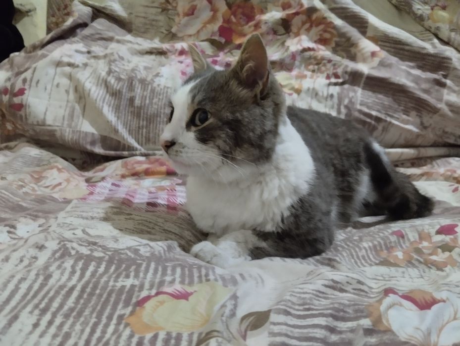 Zotdor kulrang mushuk