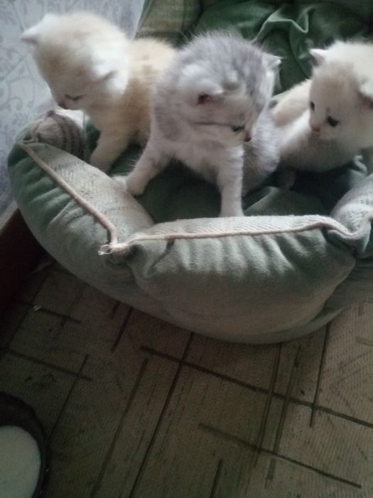 Отдам котят красивых