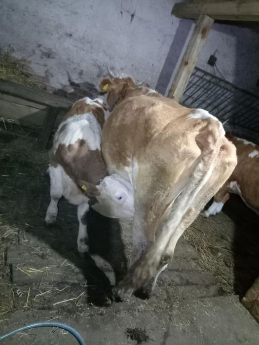 6 Vaci cu viței de vânzare