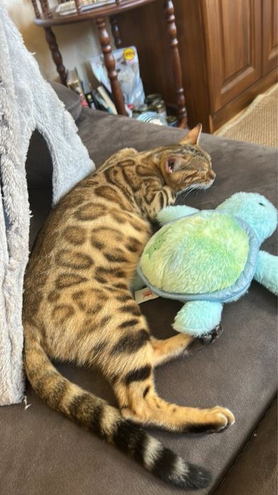 Бенгалско мъжко коте