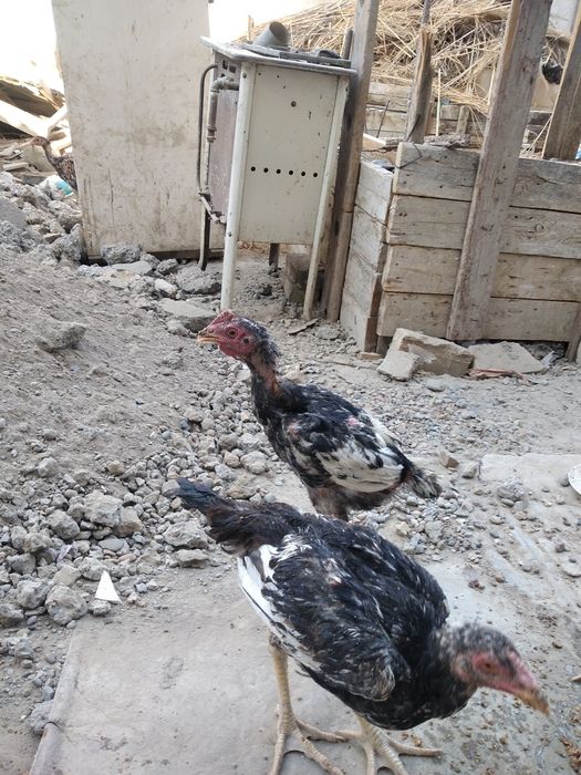 Дакан ва шалпанг жужаси сотилади