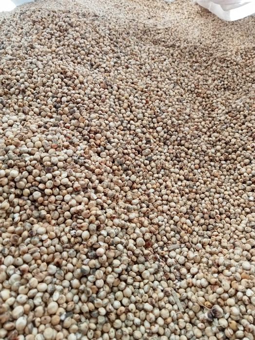 Vând sorg alb și roșu în turda