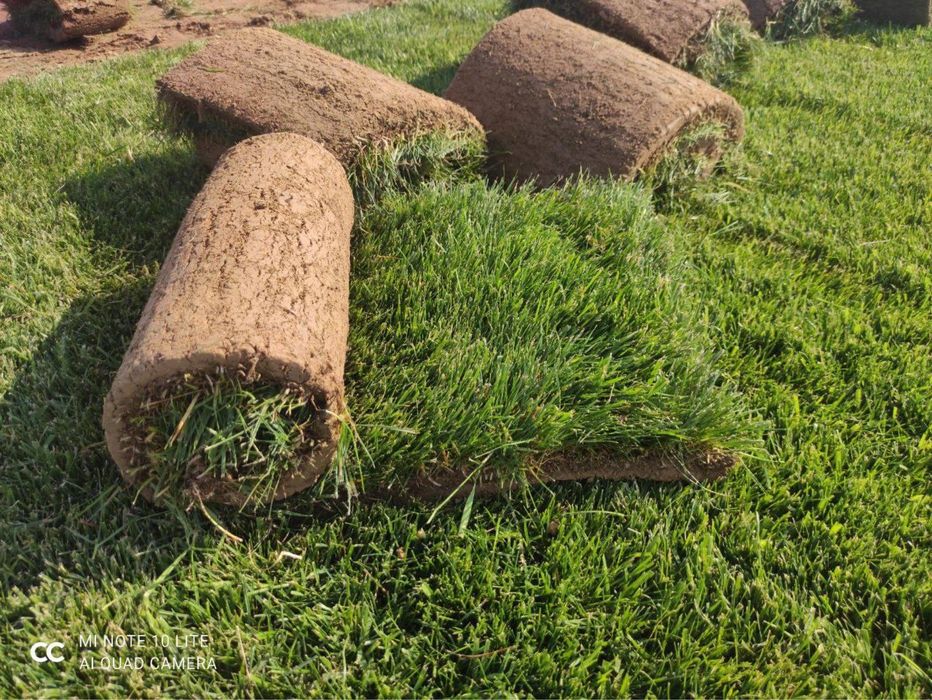 Готовые рулонные газоны в ташкенте