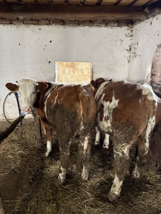 Vand vitea si taurasi   Pentru mai multe detali sunati la nr de tel .